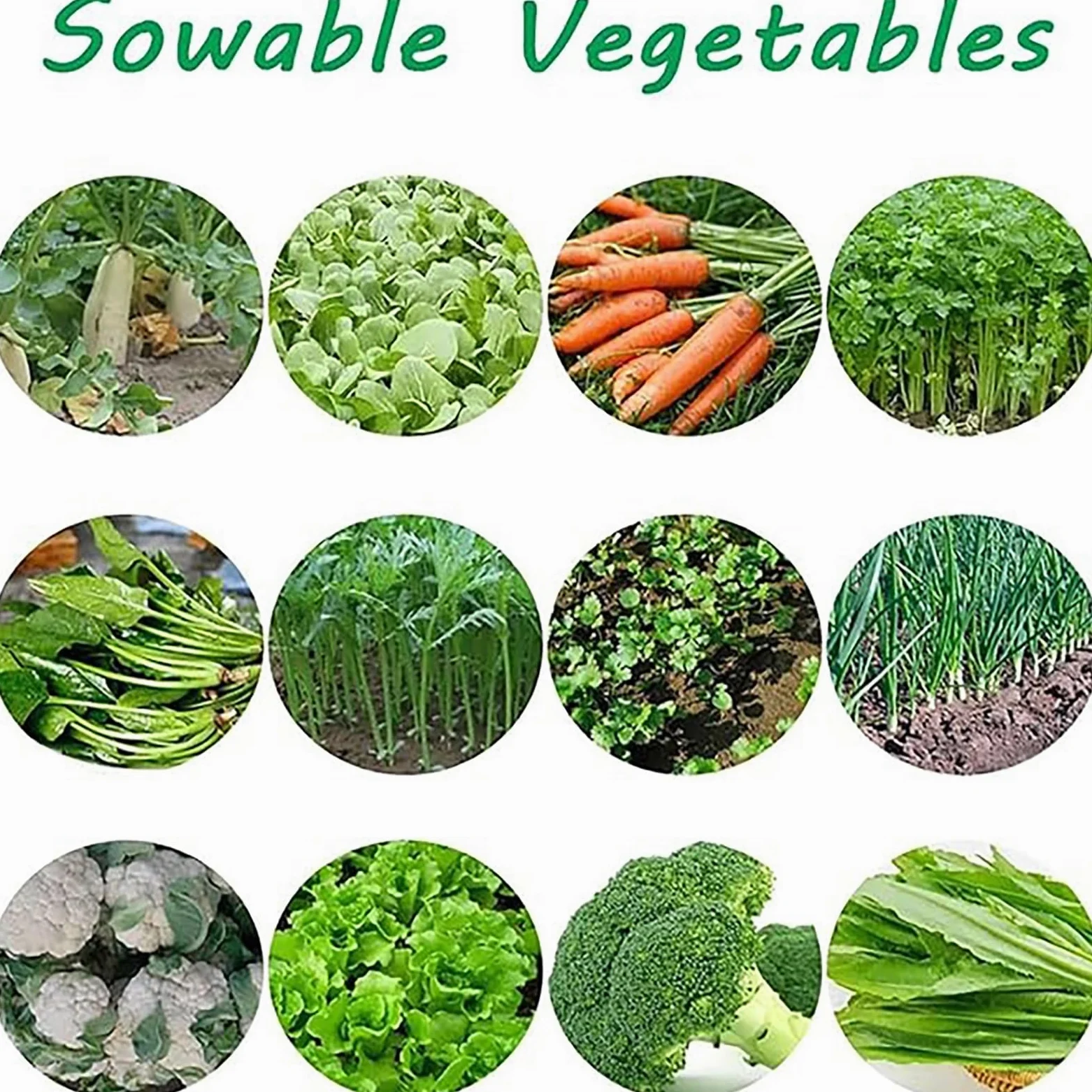 Semoir manuel pour légumes