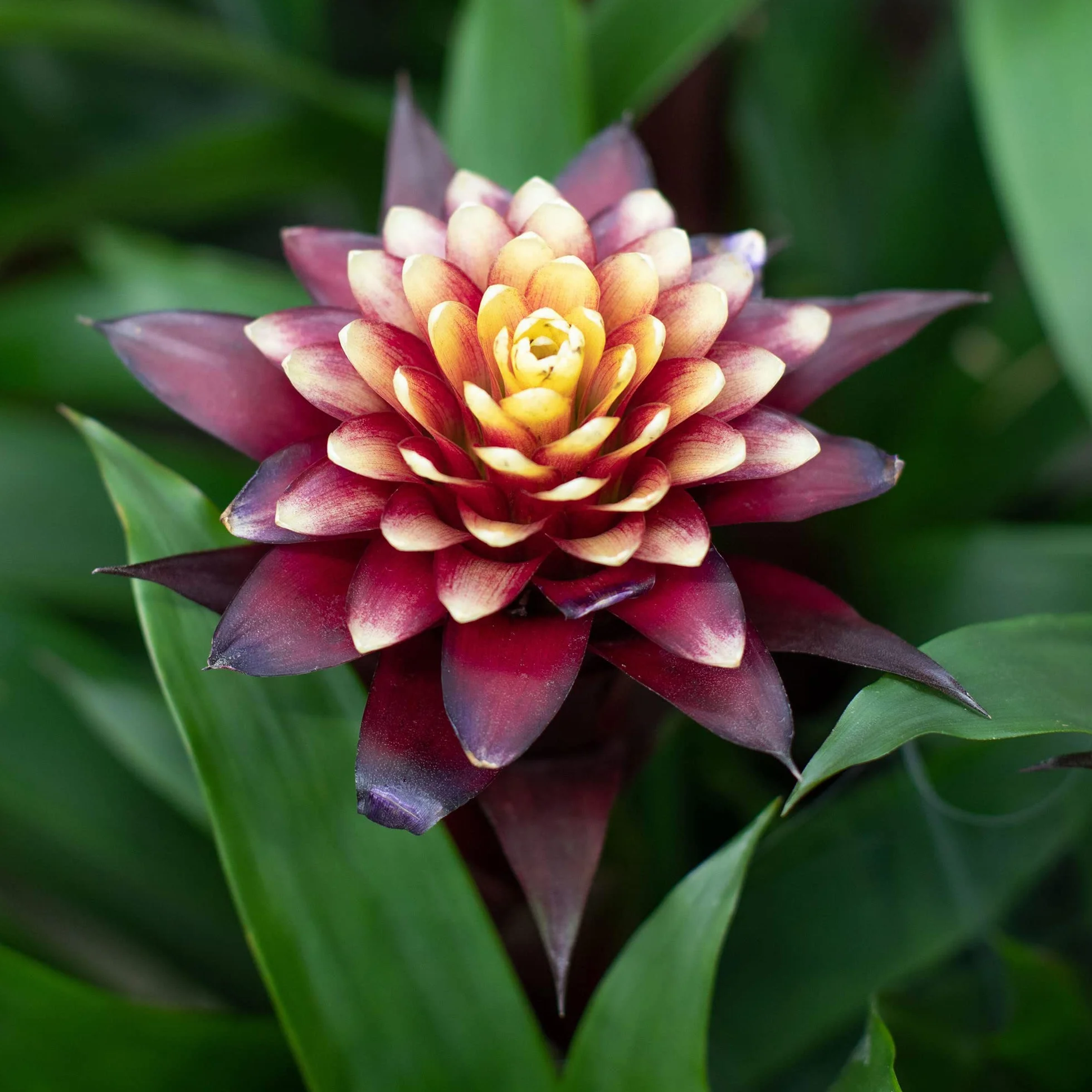 Bromélia Guzmania Francesca 45-55 cm Plante d'intérieur à fleurs exotiques pot inclus