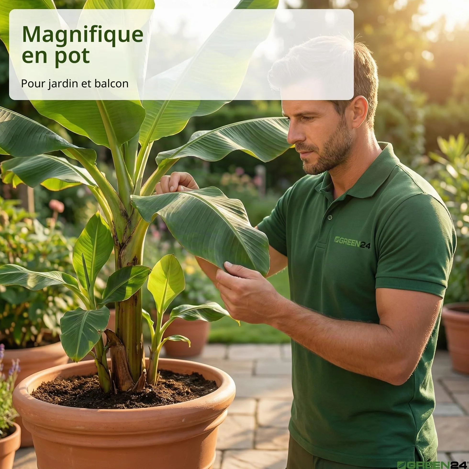 Green24 Engrais pour bananes Musa Haute technologie