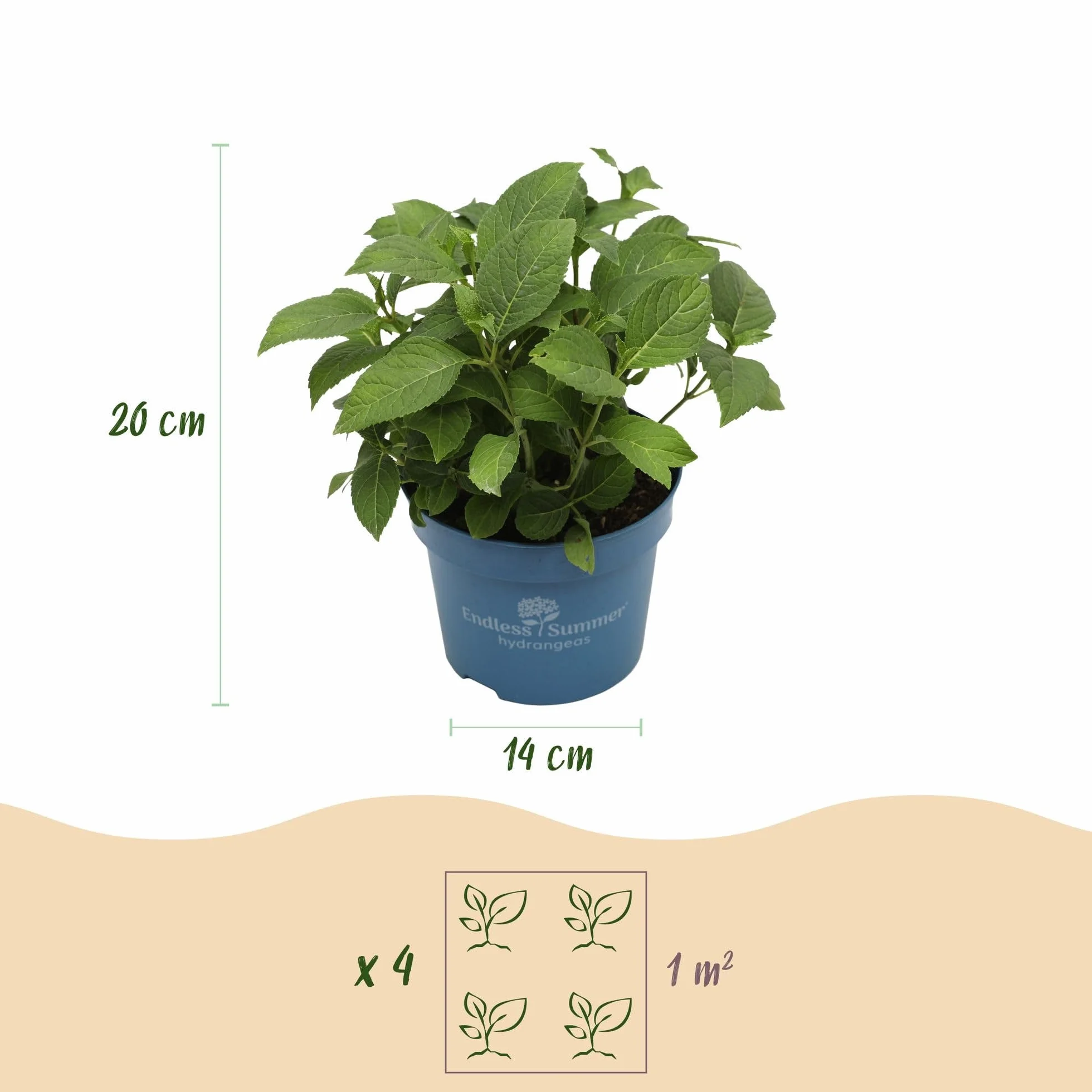 Hydrangea Endless Summer The Original Blue Hortensia Bleu Pot 14cm Hauteur 20-25cm