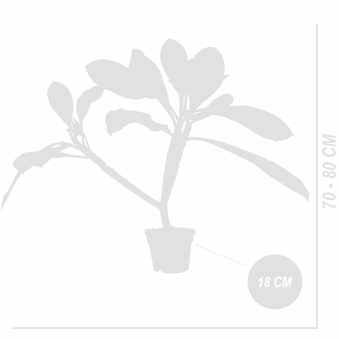 Bloomique Plumeria Frangipanier Arbre du Temple Plantes d'intérieur fleuries parfumées Hauteur 60-70 cm Pot 17 cm