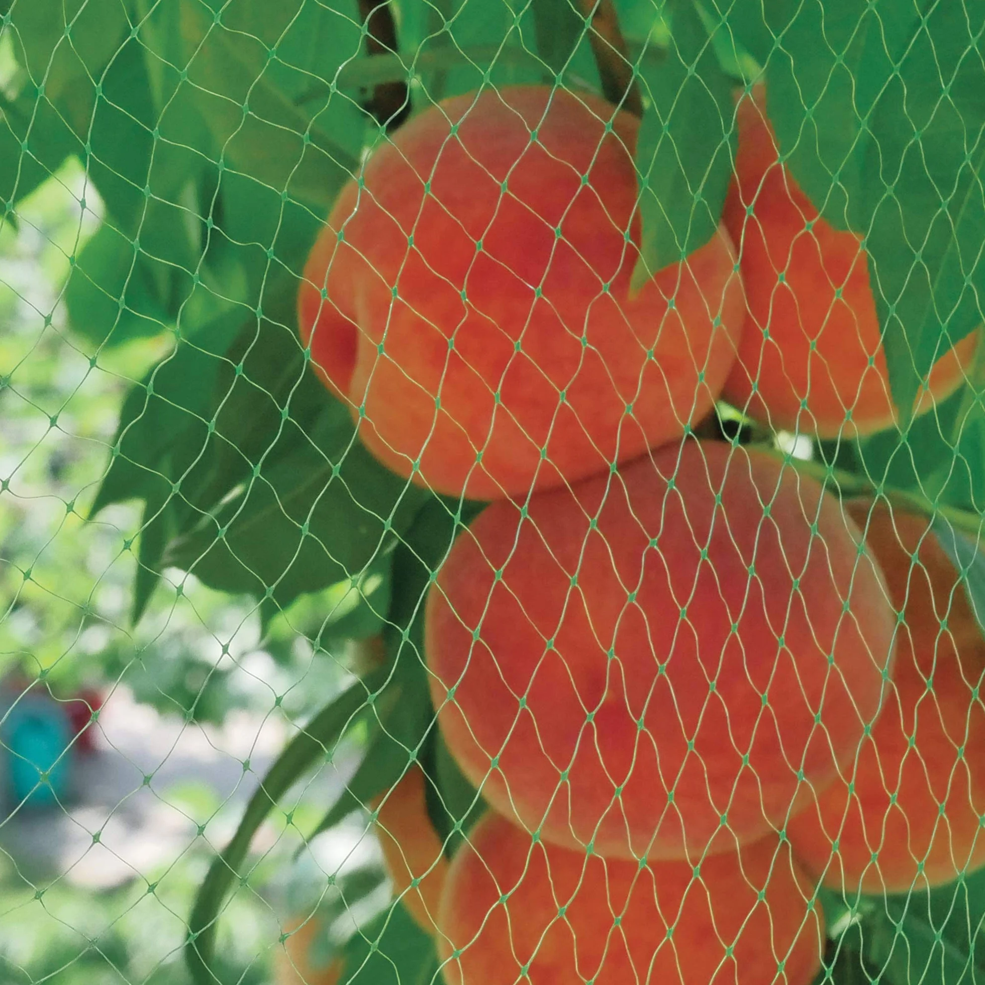 TENAX ORTOFLEX 2,00x5 m Vert Filet Anti-Oiseaux pour Protéger les Fruits et Cultures