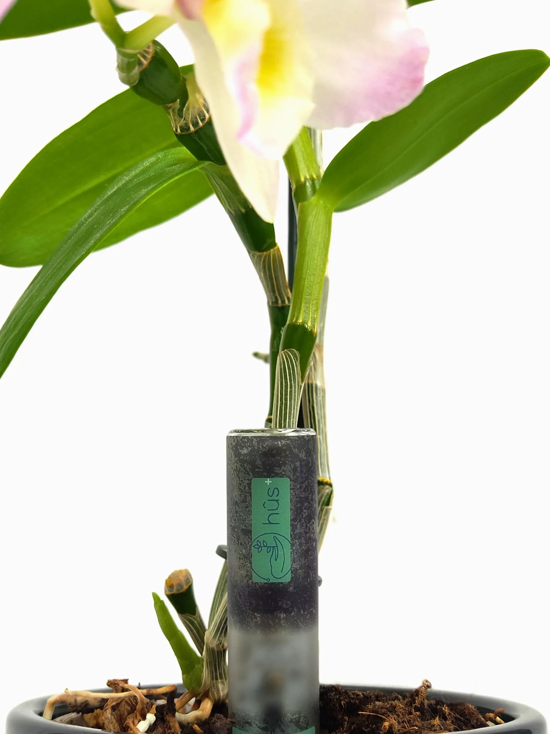 Flower eco - A Babysitter for Your Plants - Indicateur d'arrosage numérique avec batterie de 10 ans - Humidimètre pour plantes - Testeur d'humidité - Testeur de sol - Capteur étanche