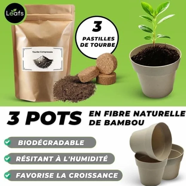 Kit Bonsai Plantation Coffret Cadeau Original Homme Femme Graines Glysines Pin Copalme Plantes Intérieur Extérieur