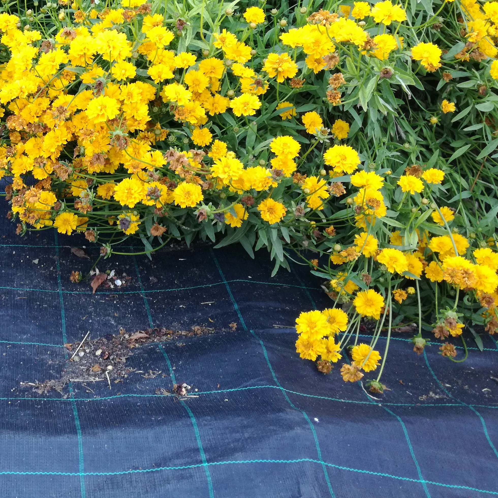 Tenax Toile de paillage Cover Pro 0,52x100 m Noir, pour Les Jardins et Les Potagers, Empêche Le Développement des Mauvaises Herbes Assurant la Qualité des Cultures