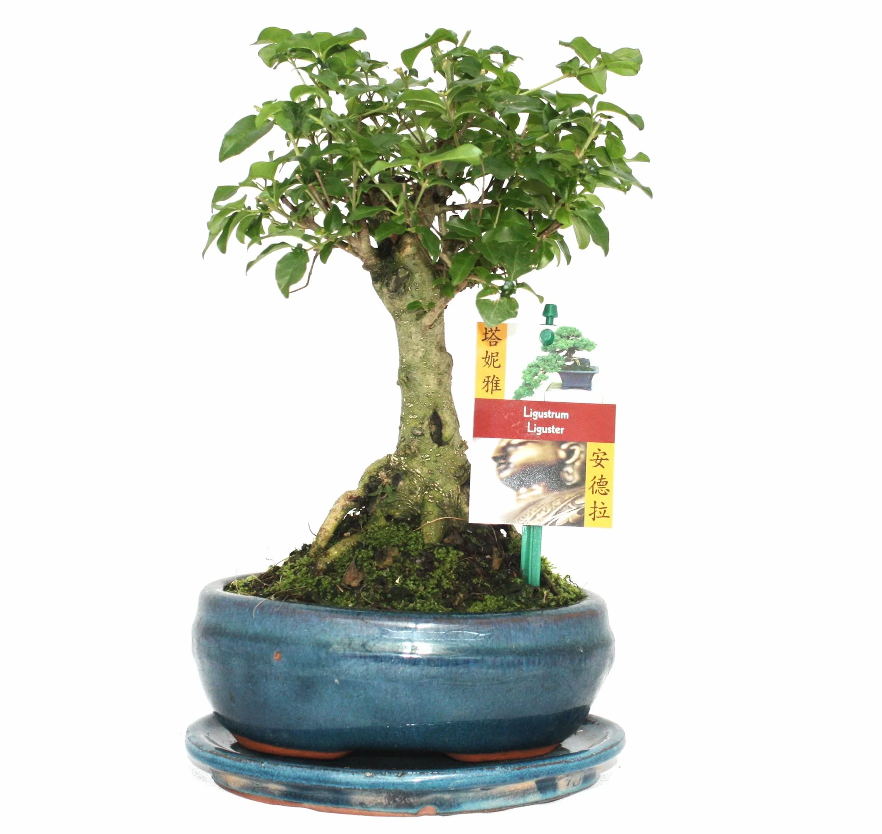 Bonsaï Ligustrum sinensis 6ans boule forme