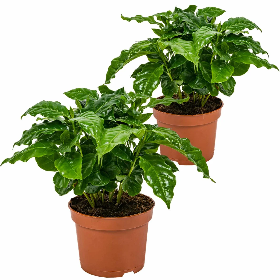 Bloomique Coffea Arabica Caféier Plante d’intérieur Hauteur 20-30 cm Pot 12 cm Lot de 2