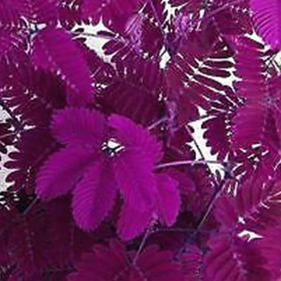 Mimosa Pudica Graines 100 Pcs, Jardin Bonsaï Plantes Décor Maison Pourpre