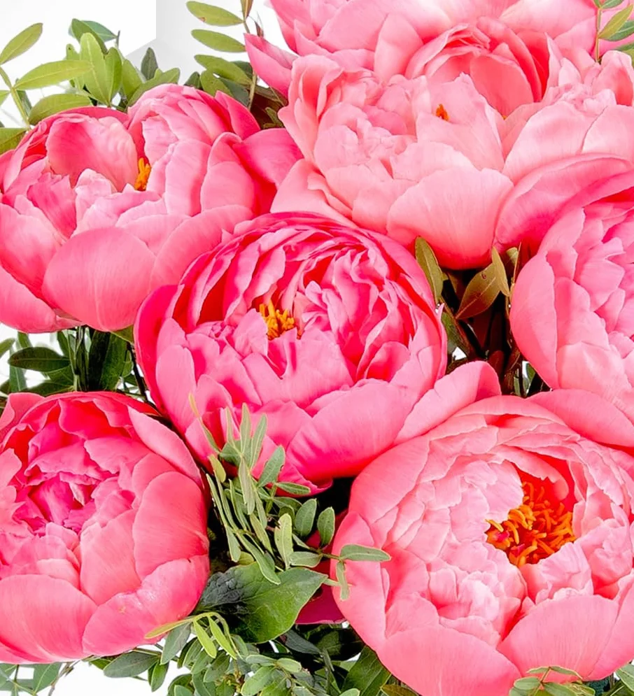 Bouquet de Pivoines Fraîches Livré à la Main - Composition Florale Élégante avec Expédition le Lendemain