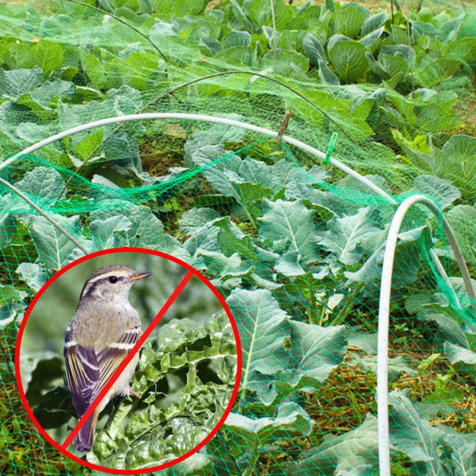 Filet Protection Oiseaux Potager Filets pour Jardin Potager Idéal pour Prévenir Les Oiseaux et Les Gros Insectes,3x10m