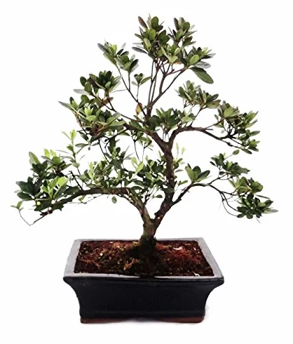 Bonsai Rhododendron simsii Azalea 20cm pot Outdoor Bonsai