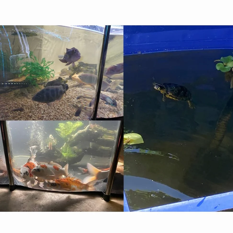 Bassin à poissons hors sol avec fenêtre transparente, doublure en PVC durable et cadre en acier robuste pour l'élevage de carpes koï et installation facile