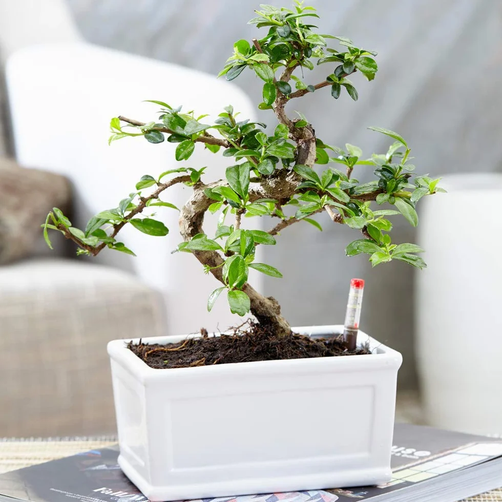 Bonsaï Orme de Chine Arbre d'intérieur Japonais Pot 15 cm