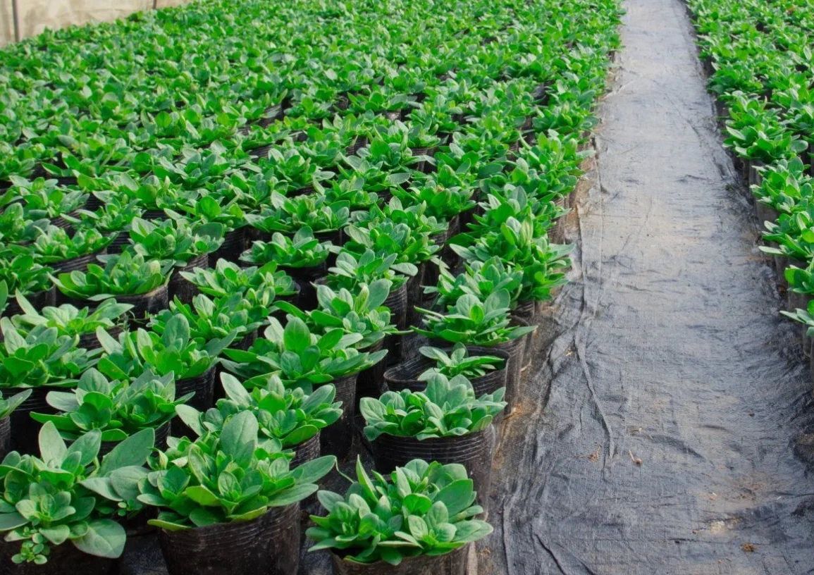 Toison d'irrigation Aquagart 10m² 300g 2m de large tapis pour pots de plantes