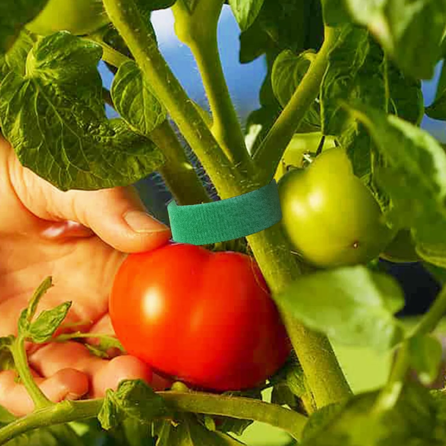 Lot de 12 rouleaux d'attaches de jardin, attaches torsadées pour plantes de 1,27 cm, 120,1 m, ruban vert, doux et attaches pour plantes de tomate, pour jardinage, maison, bureau