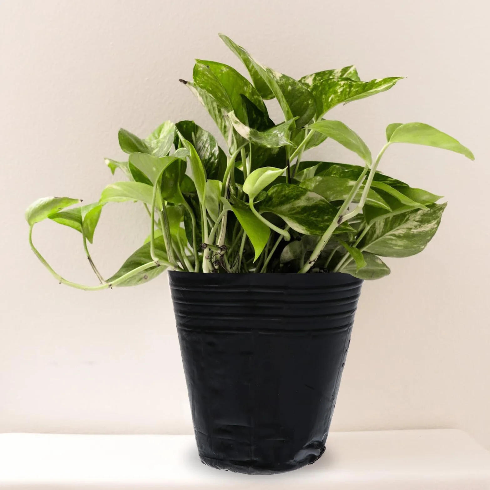 VICASKY 500 Pièces Pots de Semis Plastique avec Drainage Godets de Repiquage pour Plantes