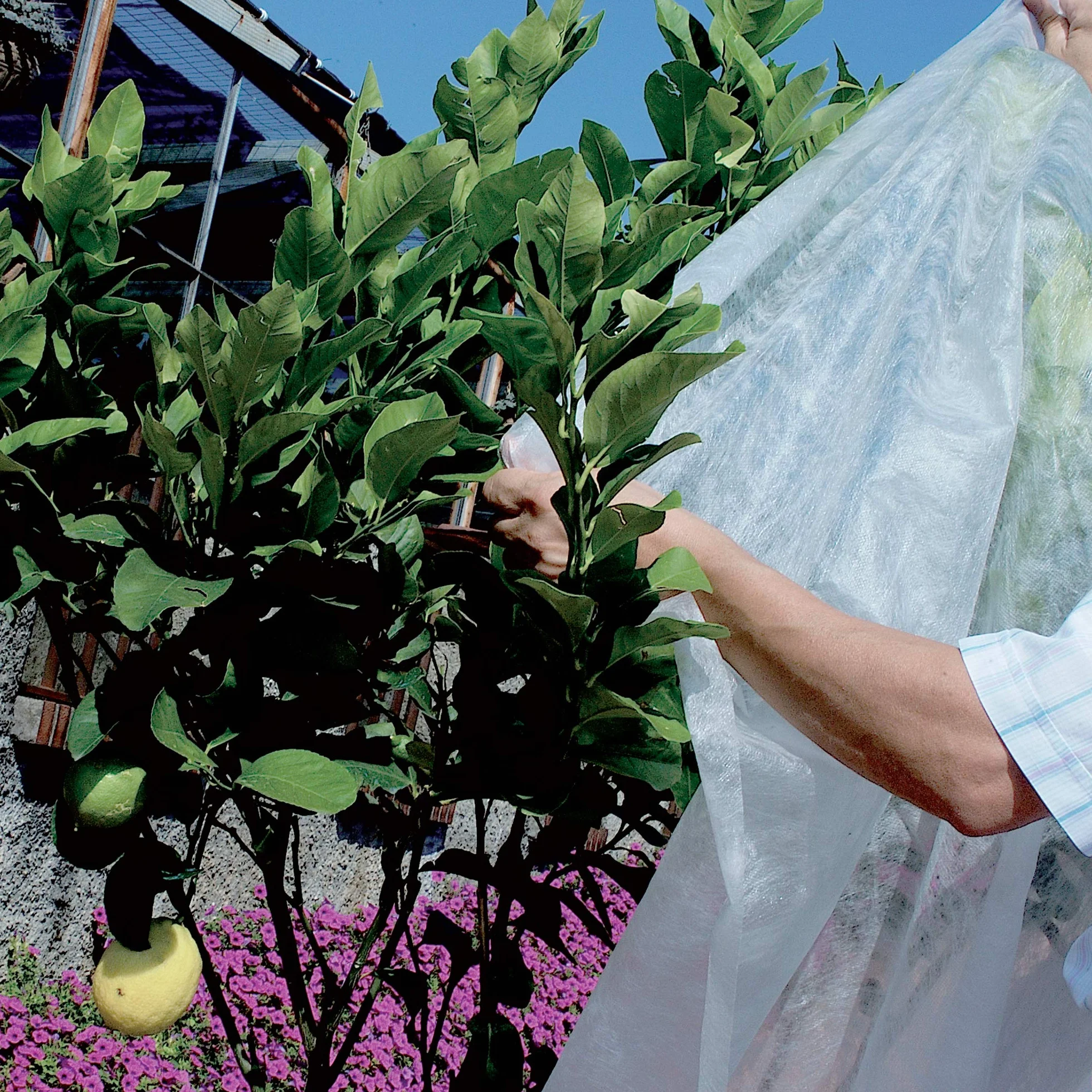 Tenax Ortoclima Plus 2,00x500 m Blanc, Voile d'Hivernage pour Plantes et Cultures, en Tissu Non Tissé 30 g/m², Protège Les Plantes, Fleurs et Légumes du Froid