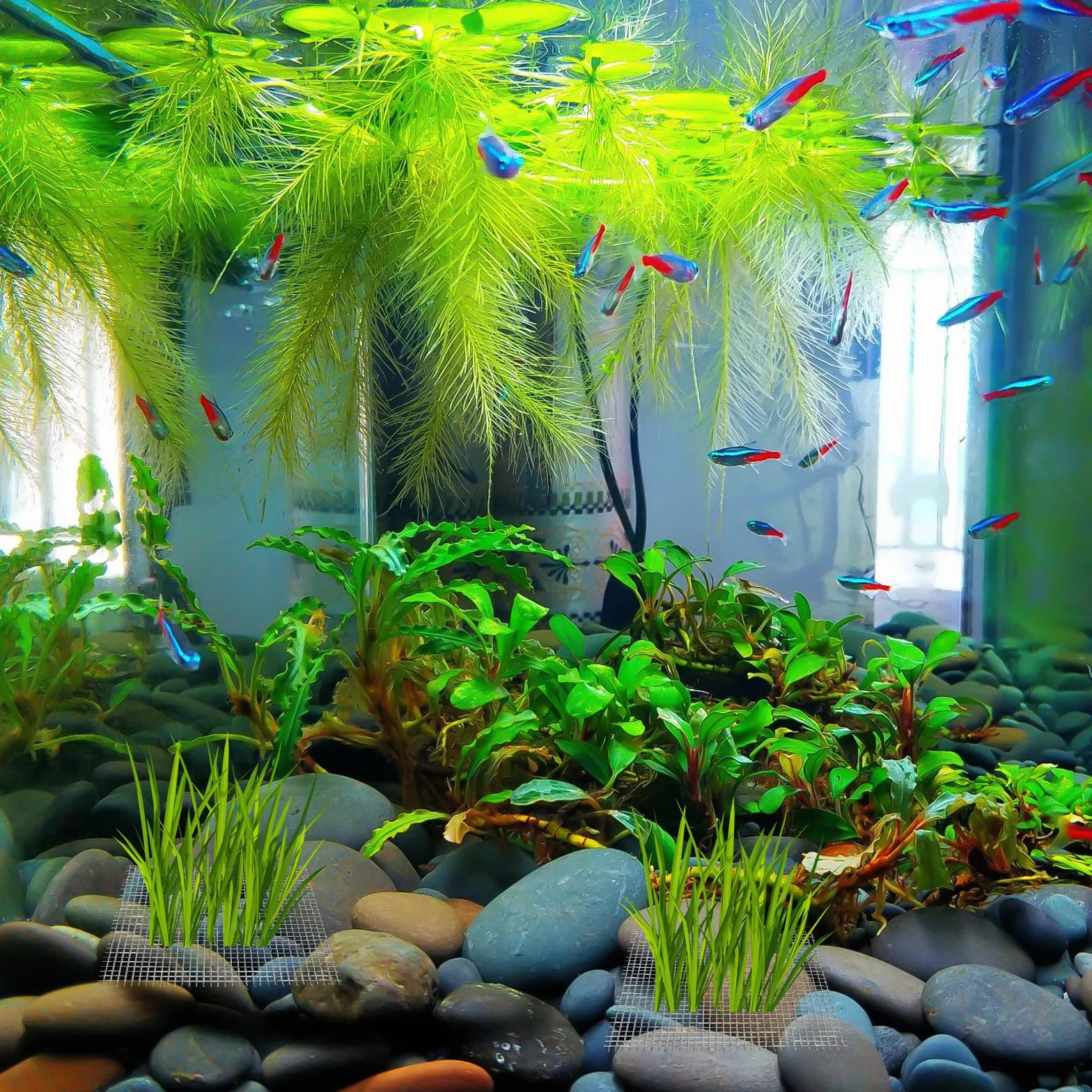 Filet en Acier Inoxydable Argenté 15pcs pour Mousse Aquatique et Java Moss, Maille Solide Résistante Accessoire Aquarium