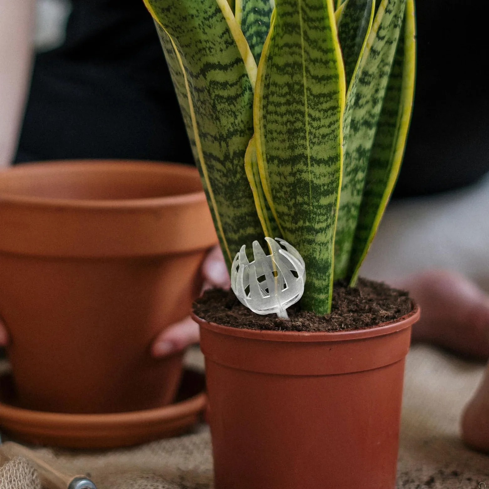 Boîte à Engrais en Plastique pour Bonsaï, 15 Pièces, Blanc | Panier à Couvercle pour Fertilisant, Usage Plantation et Bonsaï, Réutilisable, Limite les Pertes