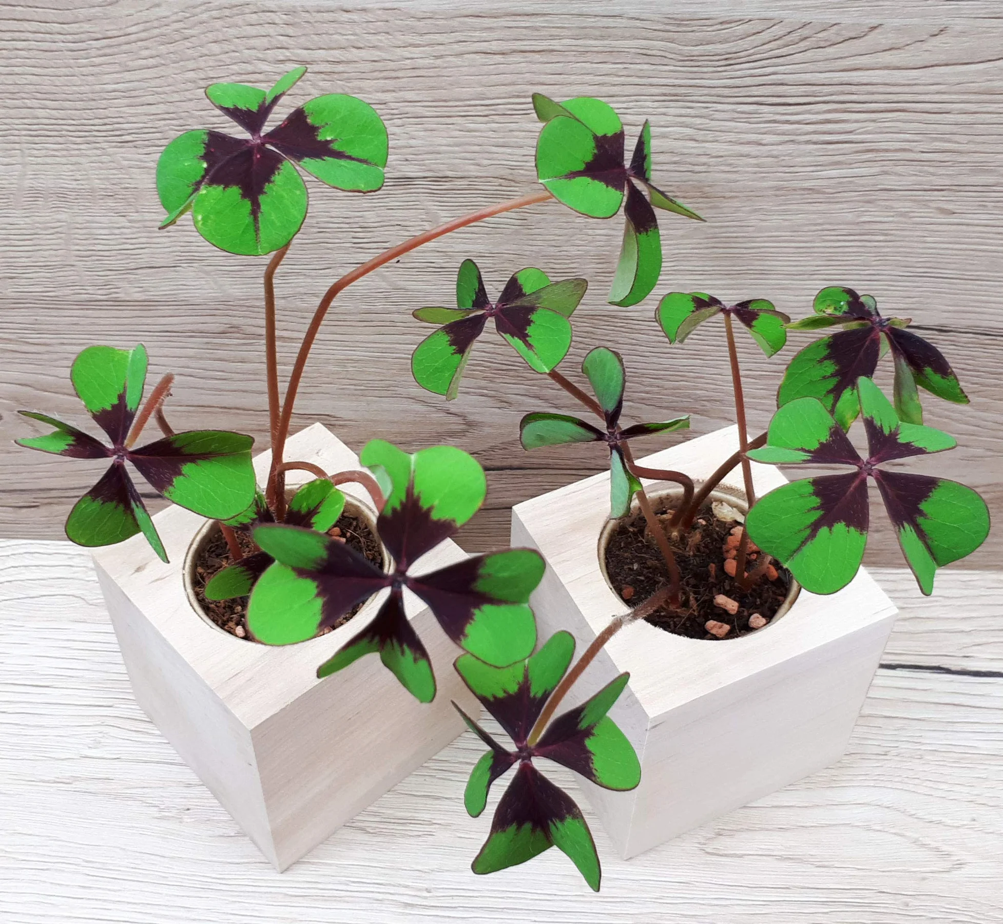 Feel Green Ecocube Trèfle À Quatre Feuilles Kit Prêt-à-Pousser 7.5cm