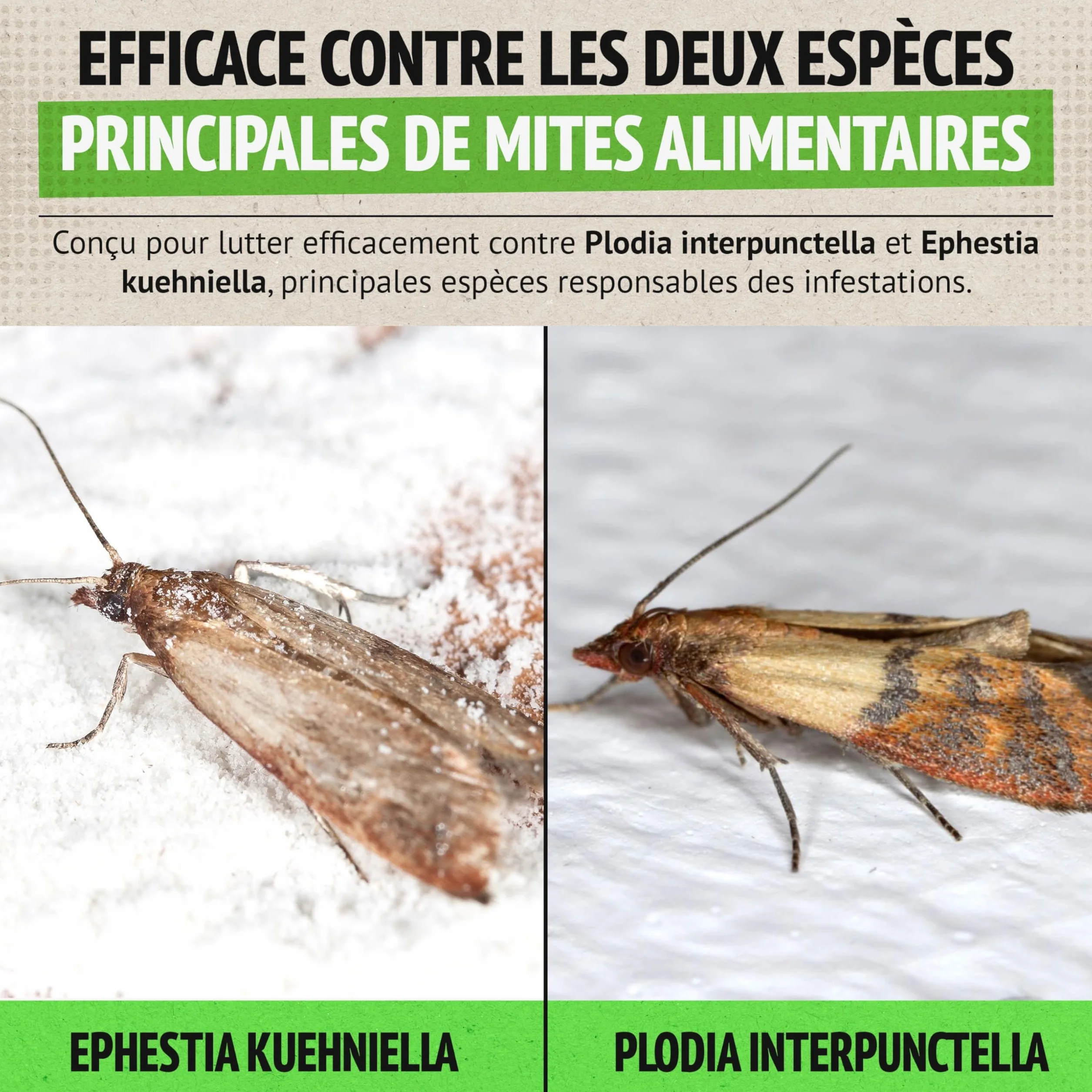 Super Ninja Anti Mites Alimentaires Pack de 4 Pièges avec Phéromone Attractif Cuisine Placards Protection 3 Mois