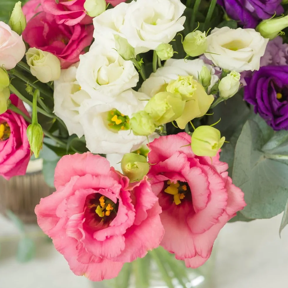 Bouquet de Lisianthus Rose Blanc Violet Fleurs Fraîches Saison Cadeau Anniversaire