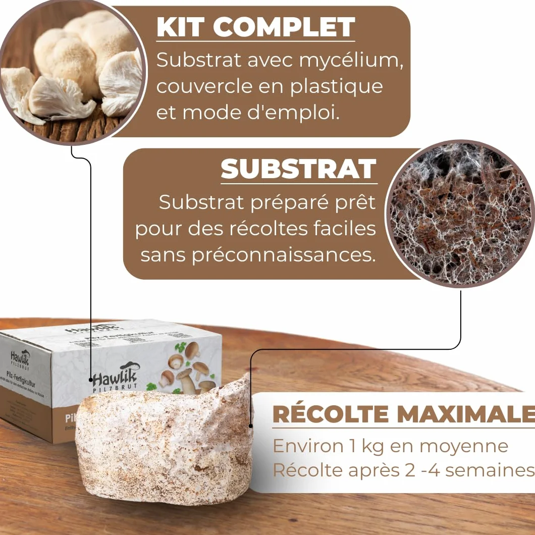 Hawlik Kit de culture de champignons Lions Mane Hericium erinaceus