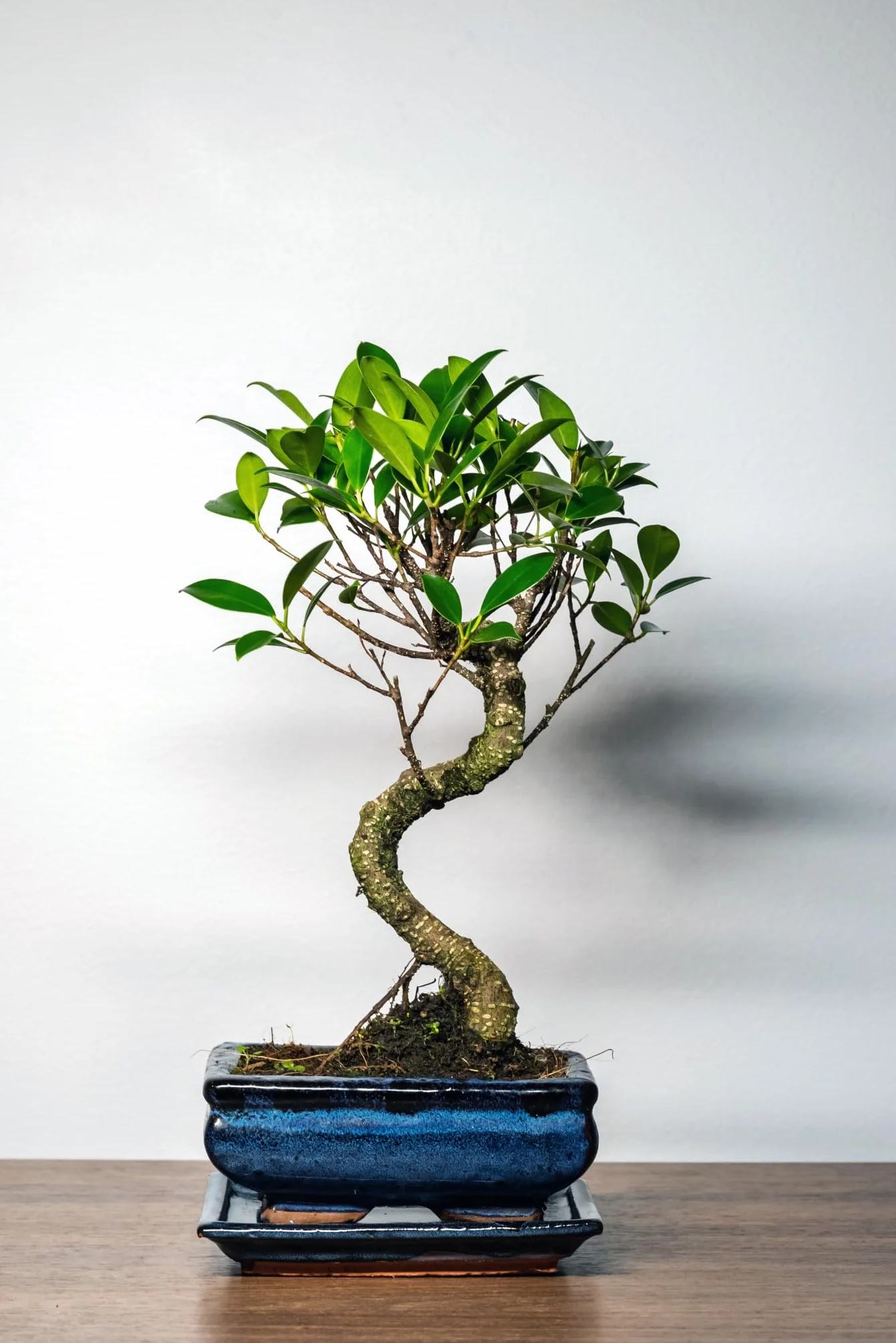 Arbre bonsaï Ficus Microcarpa en pot céramique 15 cm 8-9 ans