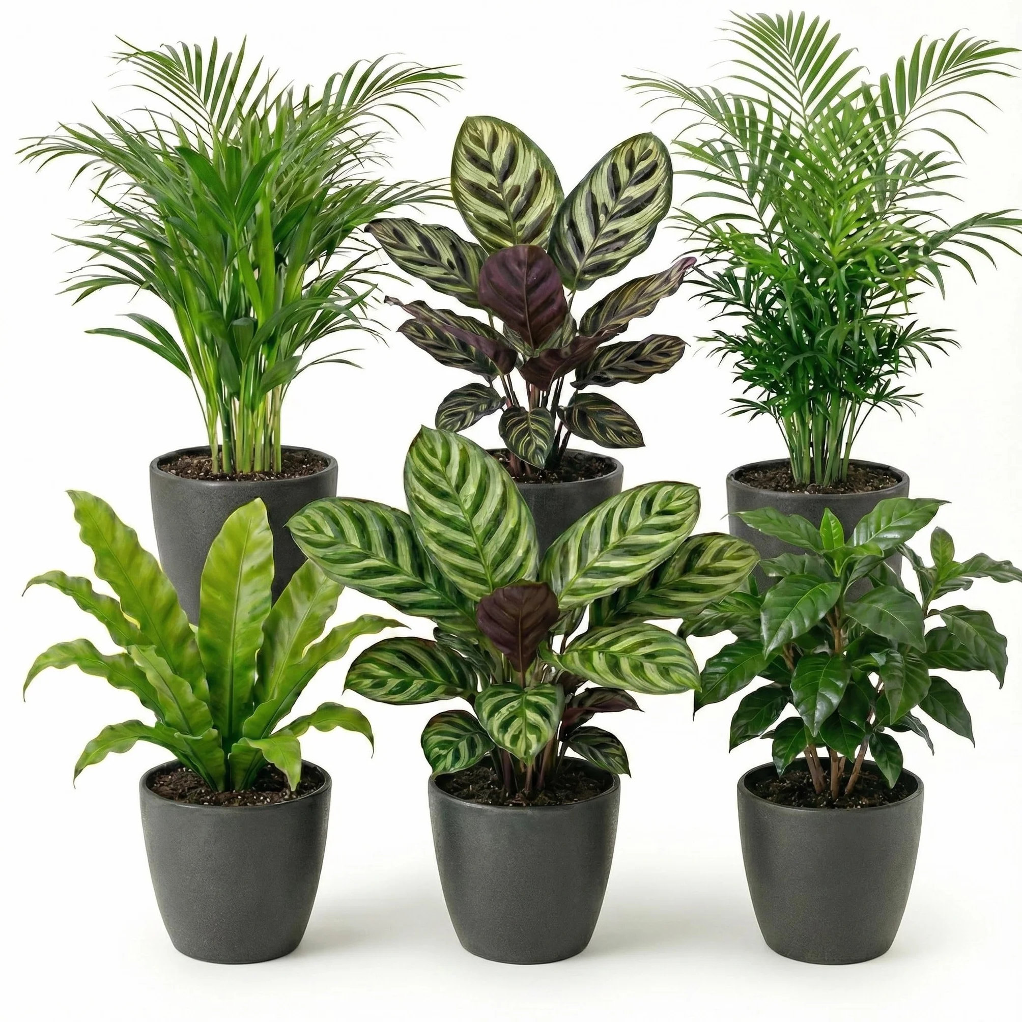 Set Plantes Dépolluantes 6 Pièces avec Pots Décoratifs Anthracite Ø12 cm Hauteur 30-40 cm