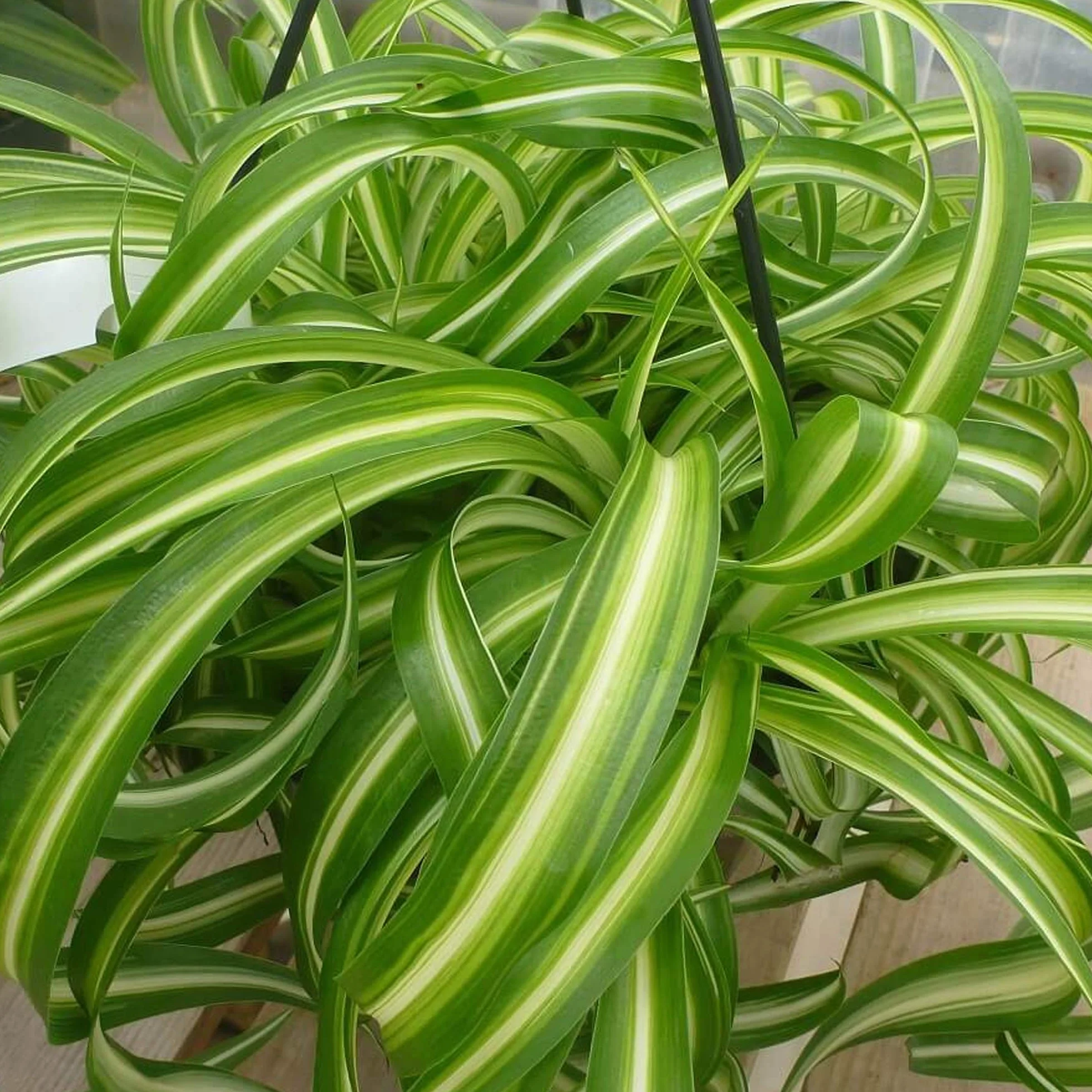 Chlorophytum Bonnie Plante Araignée en Suspension 20-30 cm pot inclus