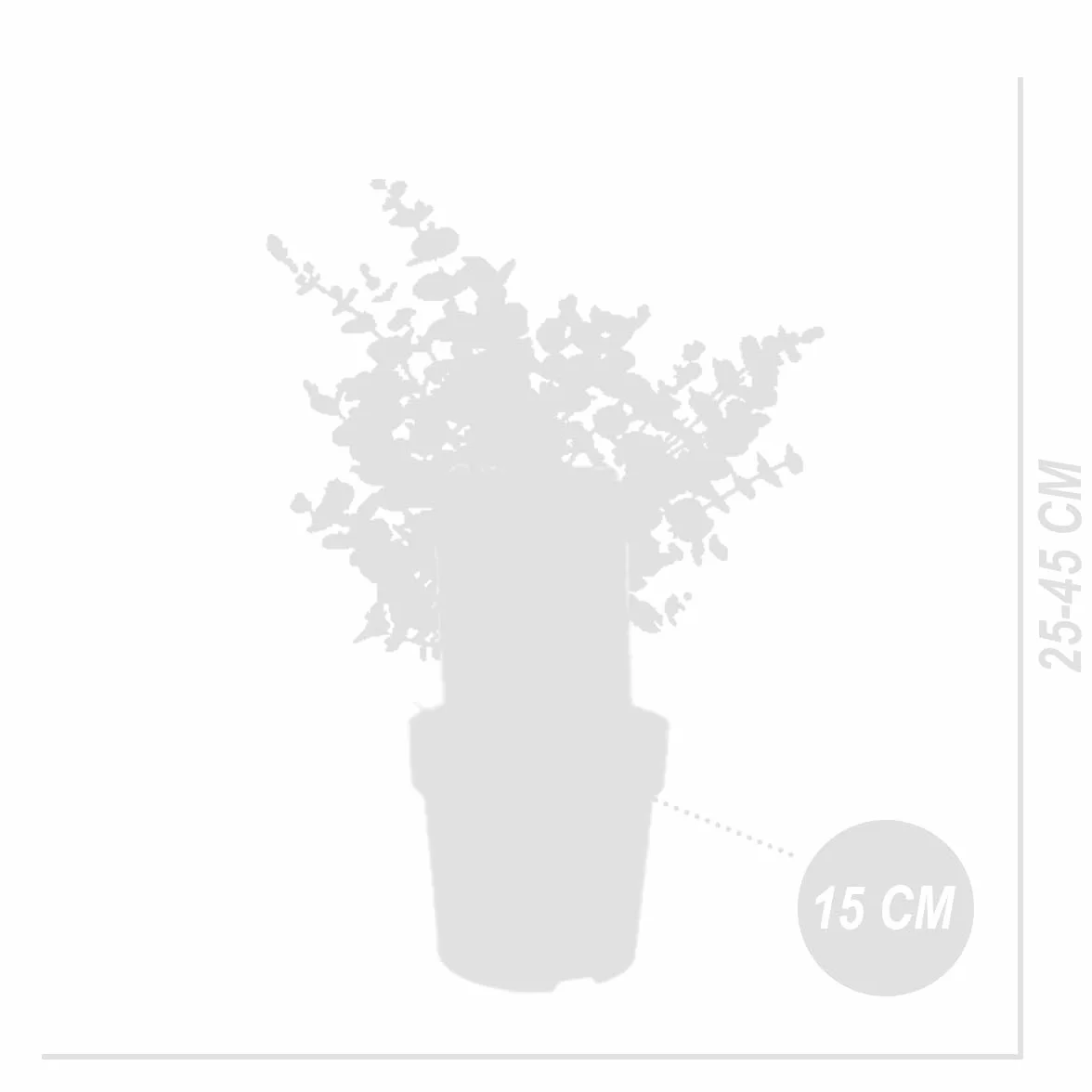 Eucalyptus Gunnii Azura Roślina Ogrodowa Mrozoodporna 30-50 cm Doniczka 15 cm