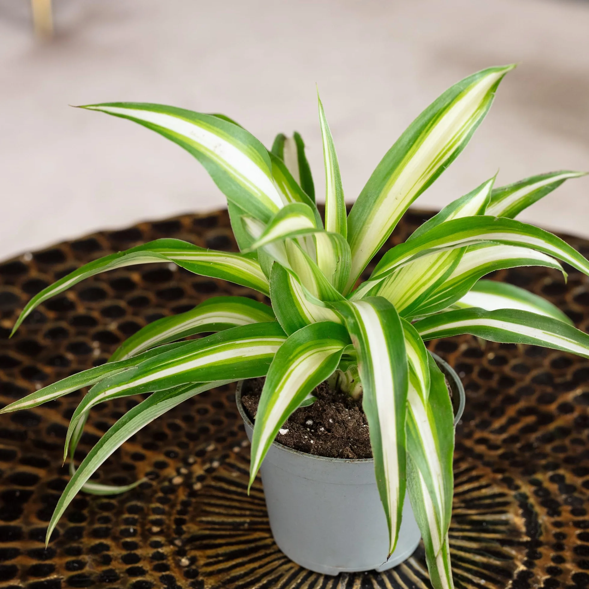 Chlorophytum Comosum Variegata Plante d'intérieur Hauteur 15 cm Pot 6 cm