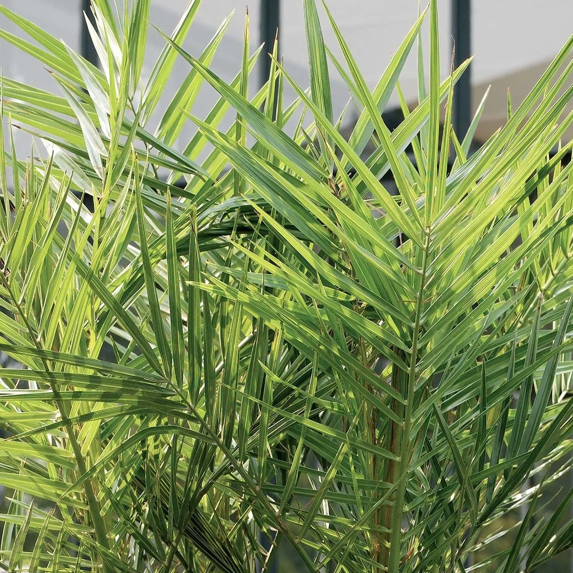 Palmier des Canaries Phoenix Canariensis 80-100 cm Pot 19 cm