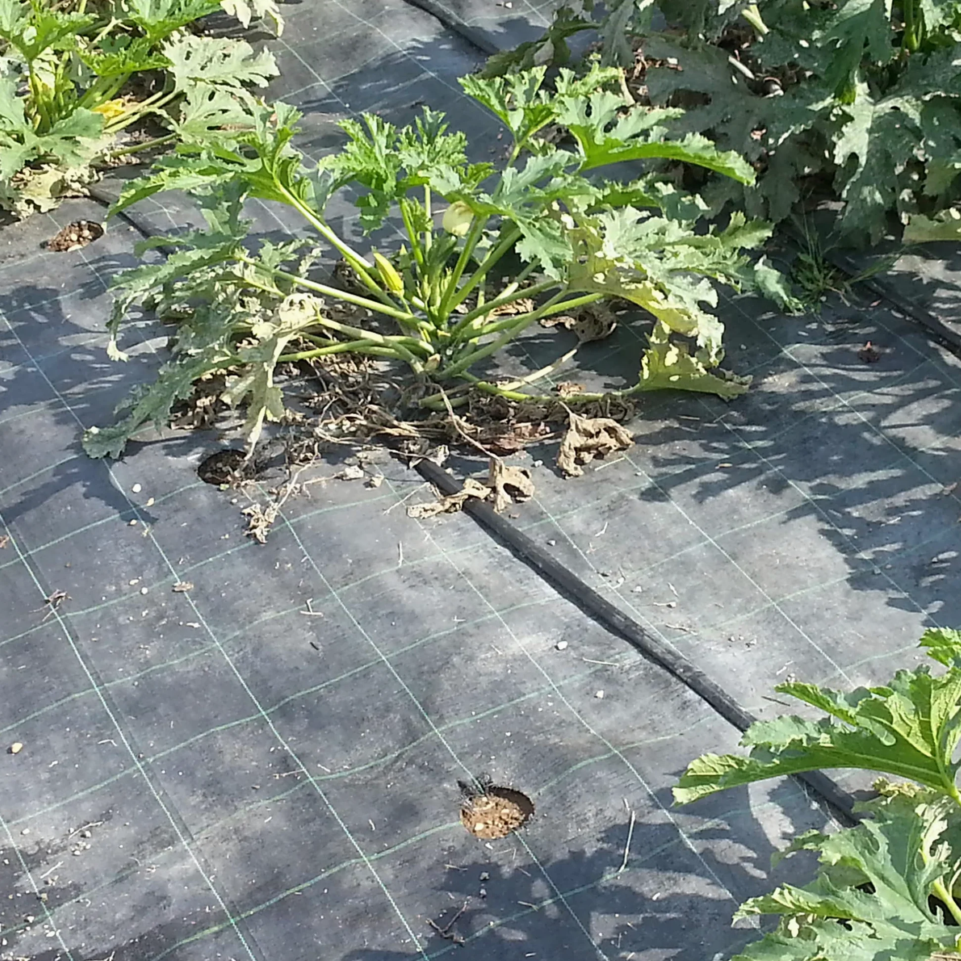 Tenax Toile de paillage Cover Pro 0,52x100 m Noir, pour Les Jardins et Les Potagers, Empêche Le Développement des Mauvaises Herbes Assurant la Qualité des Cultures