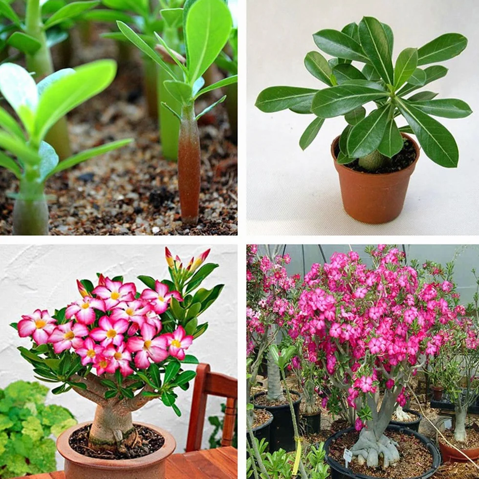 Adenium Obesum Seeds - 5PCS Rare Rose Desert Rose Graines, Bonsaï Arbre Plante Décor