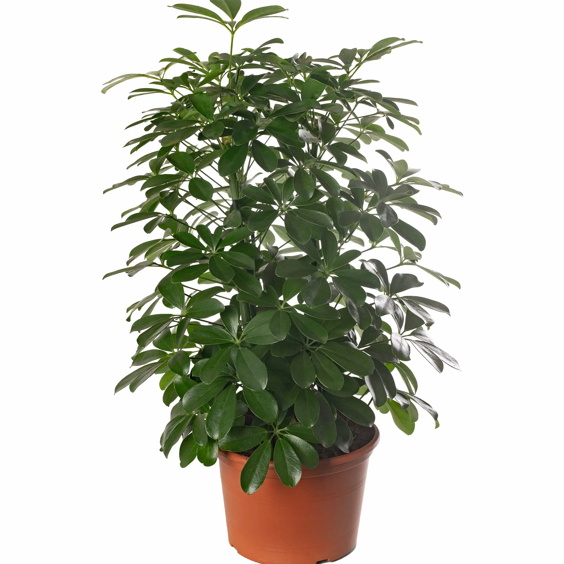 Schefflera Nora Plante d'intérieur rare exotique grande toujours verte