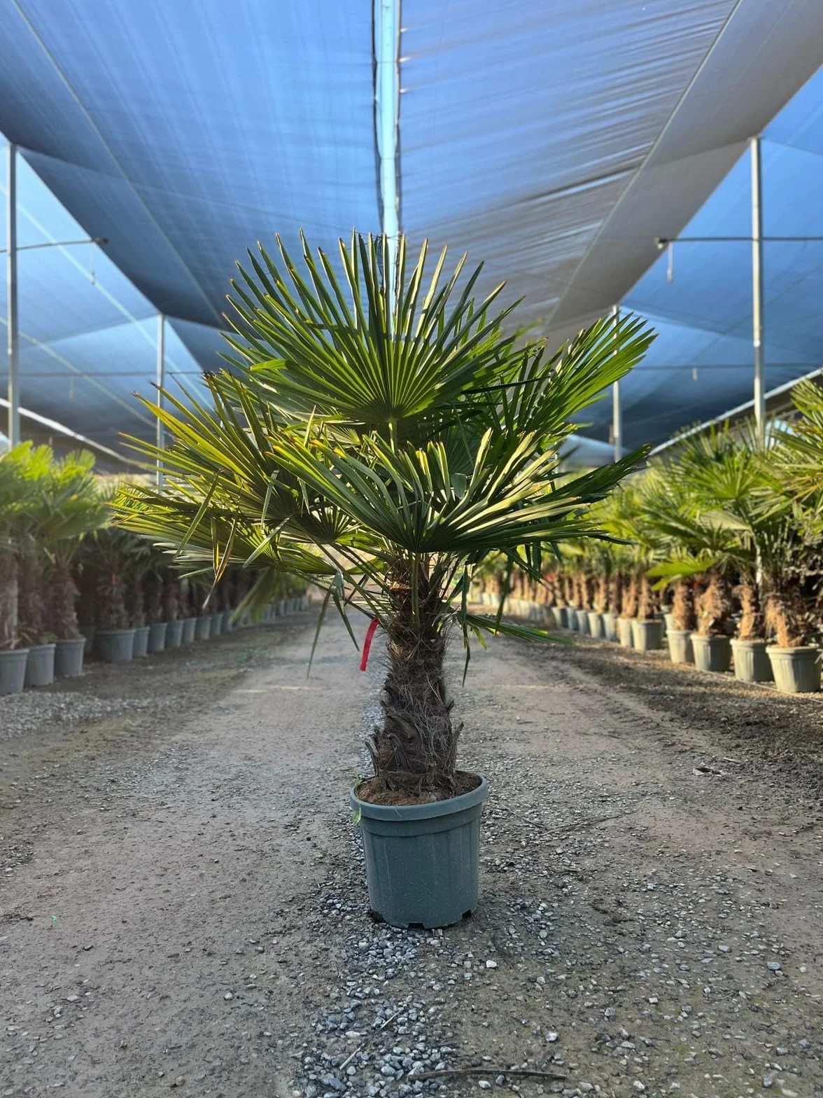 Trachycarpus Fortunei Palmier chinois éventail 140-160 cm pot Ø 33 cm résistant -18 °C