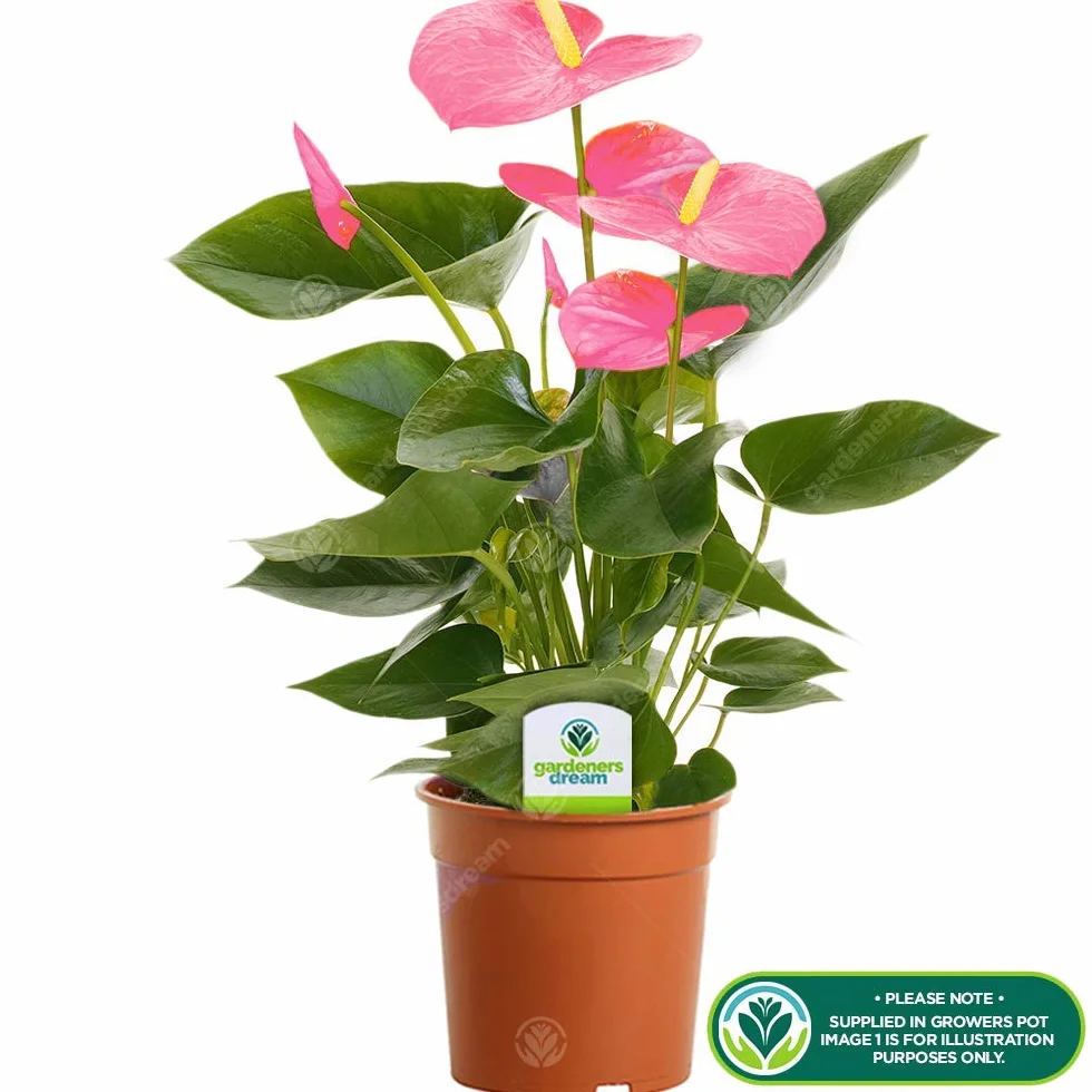 Anthurium Rose Langue de feu Plante d’intérieur 13 cm