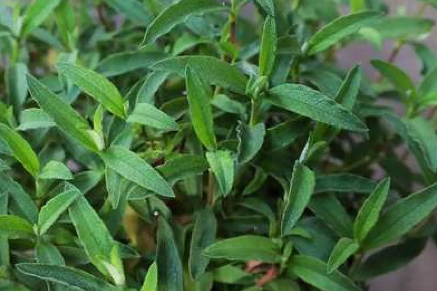 Cistus purp. 'Alan Fradd' - Ciste Pulvérulent 20-25 cm en pot