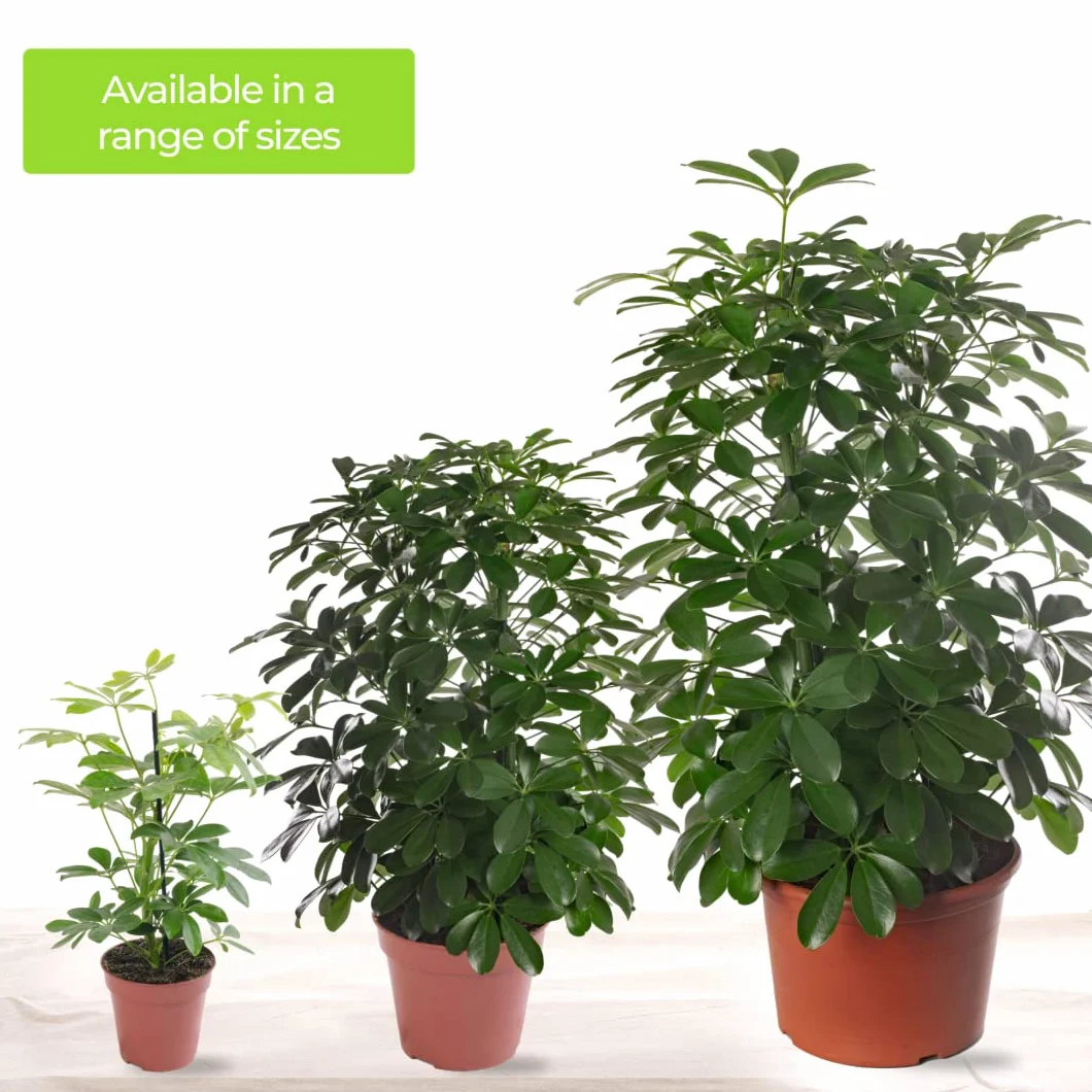 Schefflera Nora Plante d'intérieur rare exotique grande toujours verte