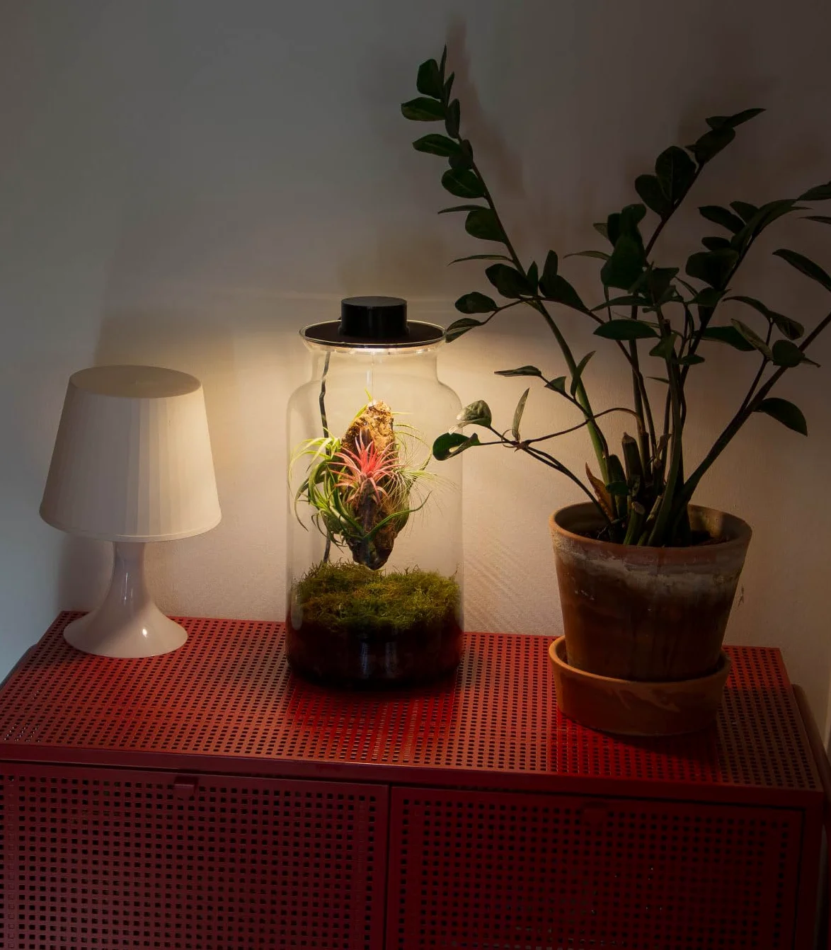 Jardin en Bouteille Eter - Terrarium Plantes en Verre Transparent Couvercle avec Spot LED | Kit Jardin en Bouteille All Inclusive Plantes D'air Naturelles à Rice d'Olivier
