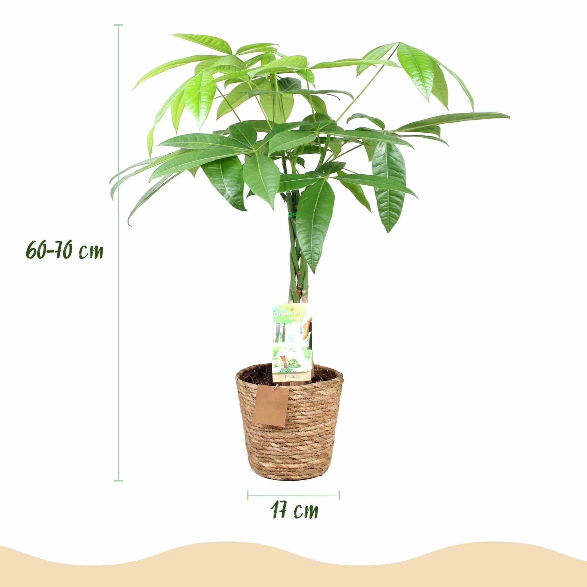 Pachira Aquatica tige tressée Arbre à monnaie Plante d'intérieur Pot 17cm 60-70cm Vert