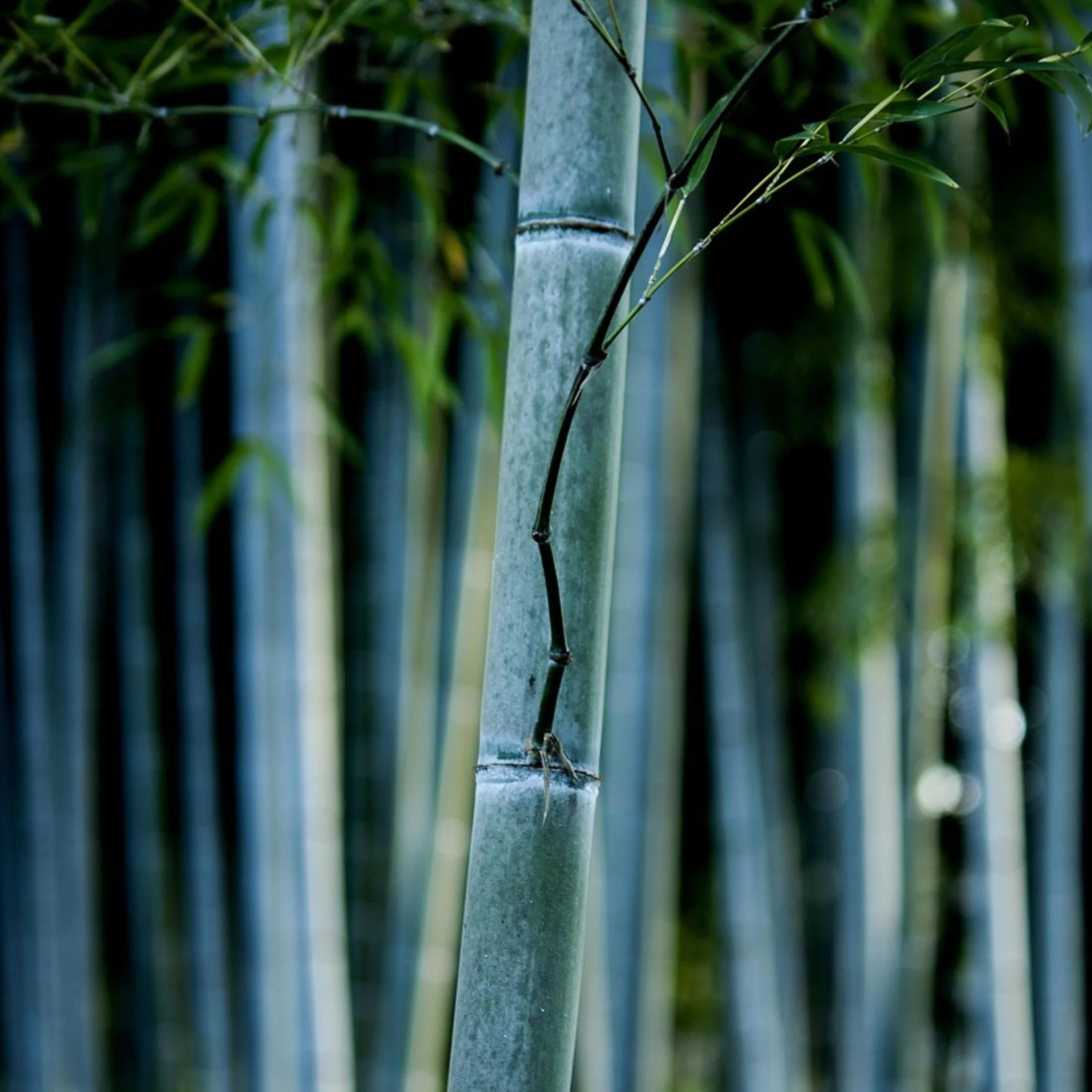 Fargesia papyrifera 'Blue Dragon' Bambou à papier Lot de 2 Pot 13cm Hauteur 30-40cm