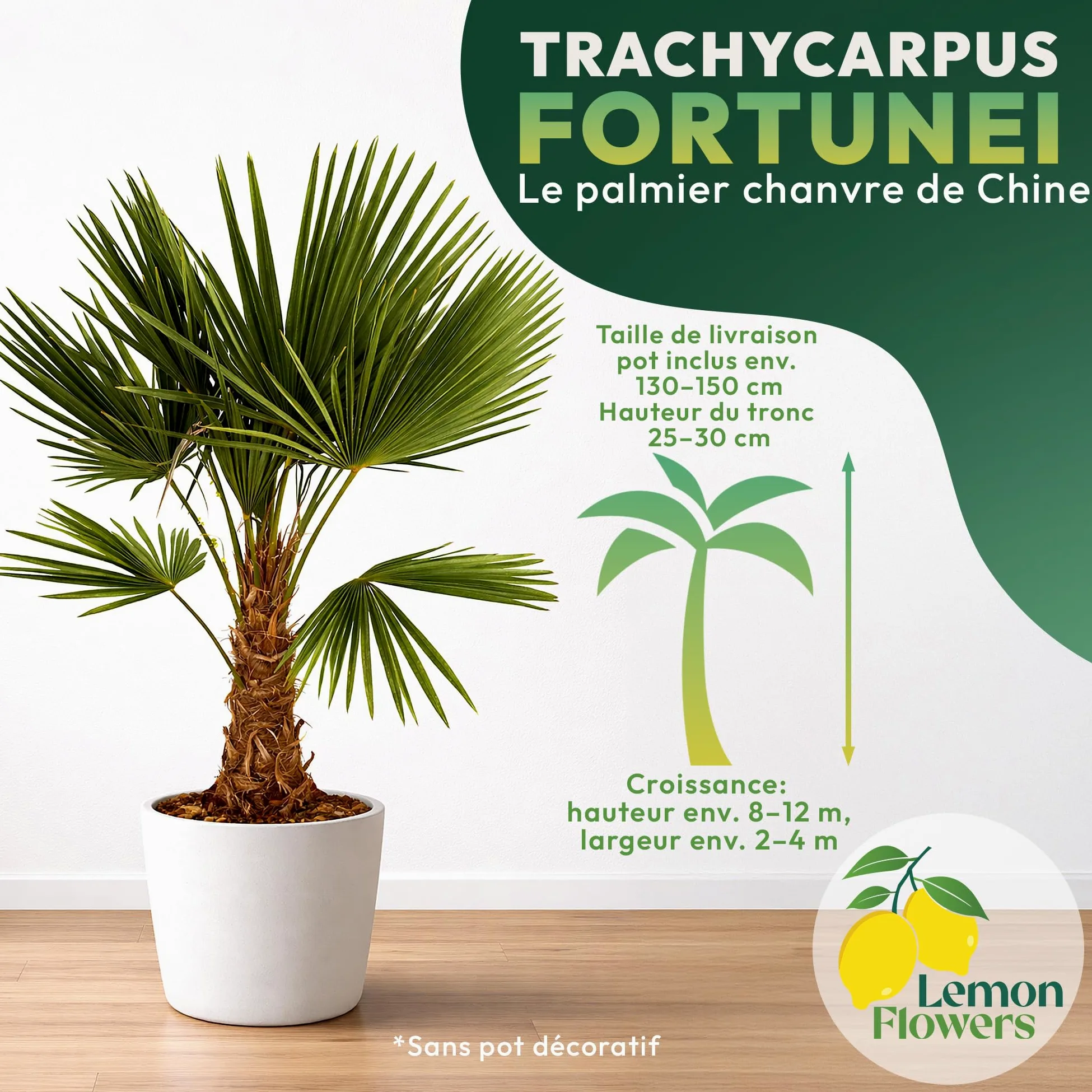 Palmier Trachycarpus Fortunei 140 cm – Palmier Extérieur Résistant -18°C | Palmier Naturel pour Jardin, Terrasse et Balcon – Plante d'Extérieur en Pot