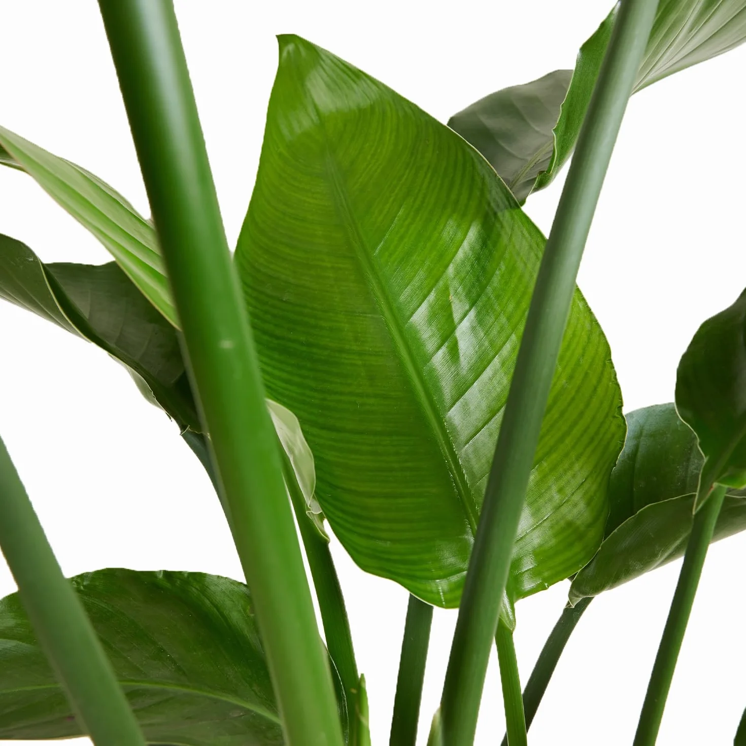 Bloomique Strelitzia Nicolai Plante oiseau de paradis Pot 21 cm Hauteur 90-110 cm
