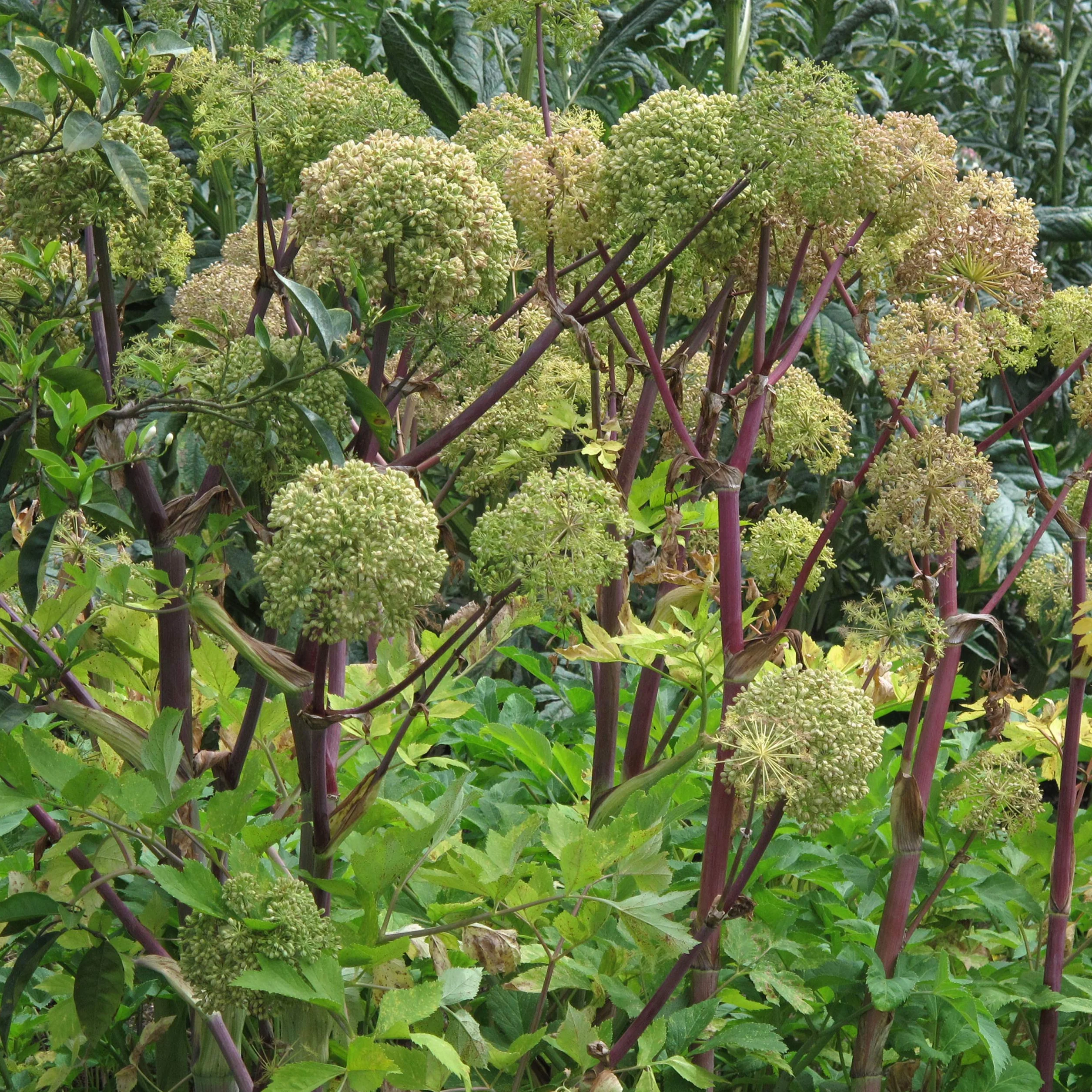 Plantes ancestrales énergétiques et protectrices bio - kit de semences 4 variétés magiques