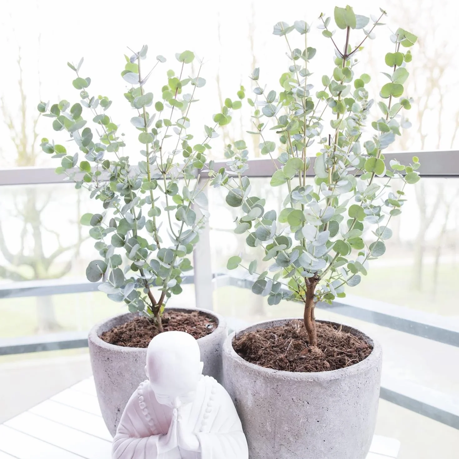 Eucalyptus Gunnii Azura Roślina Ogrodowa Mrozoodporna 30-50 cm Doniczka 15 cm