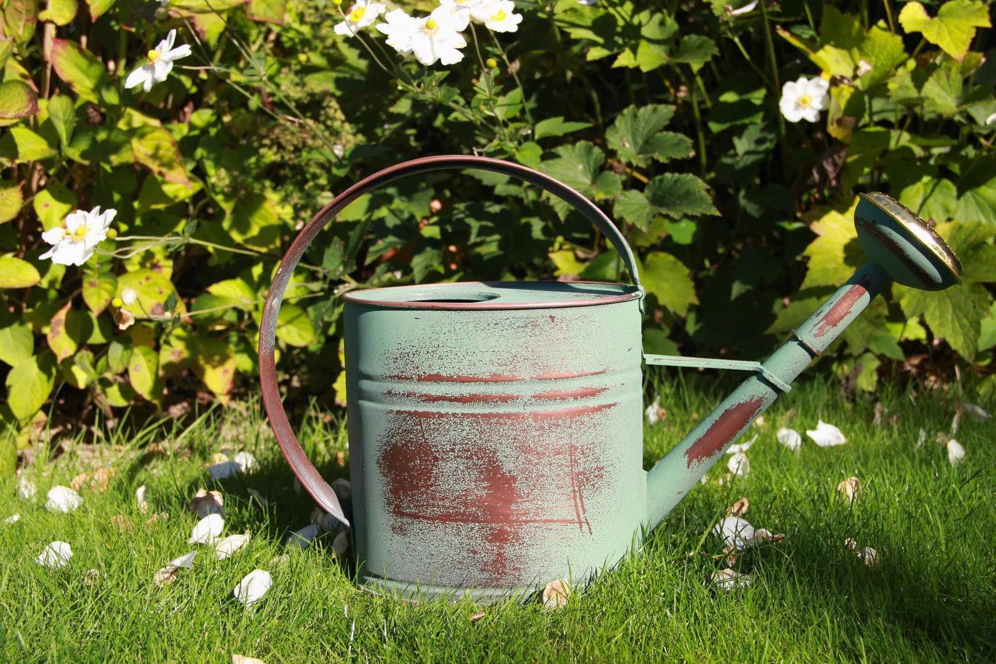 Arrosoir Vert de 4L + Pomme d'arrosage en Laiton