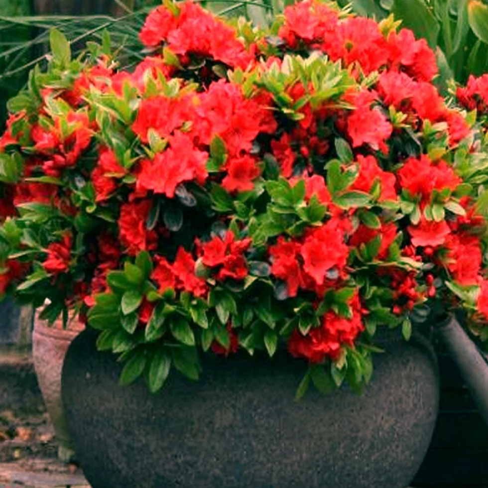 Azalée Rouge GardenersDream 1 pièce Rhododendron Japonais Azalee du Japon Persistante Plante Naturelle à Fleurs pour Jardin en Pots