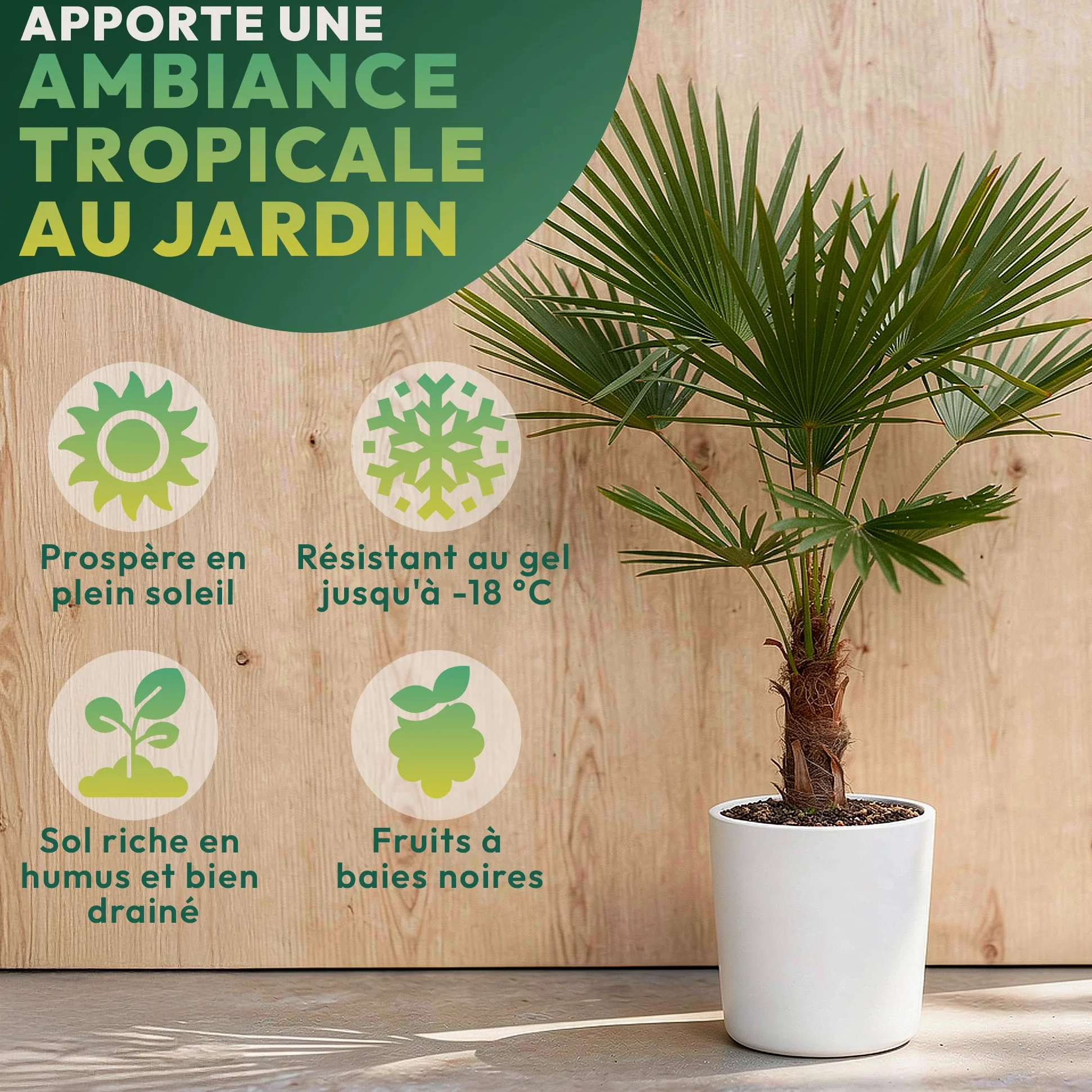 Palmier Trachycarpus Fortunei 140 cm – Palmier Extérieur Résistant -18°C | Palmier Naturel pour Jardin, Terrasse et Balcon – Plante d'Extérieur en Pot